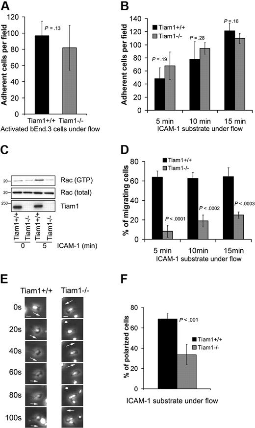 Figure 5. Tiam1 is dispensable for T-cell arrest but essential for subsequent T-cell migration. (A) WT and Tiam1−/− T cells were subjected to shear flow for 15 minutes after an accumulation phase on activated bEnd.3 monolayer. The average number of adherent cells per field (×20 objective) at the end time point was determined from 4 independent experiments (2 fields per experiment). Error bars indicate SD; p, P value. No significant difference was observed between WT and Tiam1−/− T cells. (B) WT and Tiam1−/− T-cell blasts were subjected to shear flow on ICAM-1 substrate. At the indicated time points, average number of adherent cells per field (×10 objective) was calculated from 3 independent experiments (2 fields per experiment). Error bars indicate SD; p, P value between number of adherent WT and Tiam1−/− T cells for the same time point. No significant difference was observed. (C) Blasts from WT and Tiam1−/− mice were either nonstimulated or stimulated by adhesion to ICAM-1 for 5 minutes. Subsequently, Rac activity was determined. (Top panel) GTP-bound Rac. (Middle panel) Total Rac. (Bottom panel) Tiam1. (D) Locomotion of adherent WT and Tiam1−/− blasts on an ICAM-1 substrate under shear flow was recorded for 15 minutes, and the percentage of migrating cells was determined at the indicated time points. At least 3 independent experiments were performed and 2 fields for each time point per experiment were recorded. Values indicate mean plus or minus SD; p, P value between percentage of migrating WT and Tiam1−/− T cells, for each time point. (E) Representative confocal images of adherent WT and Tiam1−/− T-cell blasts on an ICAM-1 substrate under shear flow. Images are recorded every 20 seconds. Scale bar represents 5 μm. Arrows indicate the direction of polarization. Note the switches in direction of polarization of Tiam1−/− T cells. (F) Polarization of WT or Tiam1−/− T-cell blasts was monitored after 10 minutes on ICAM-1–coated coverslips under shear flow. At least 100 cells were monitored in each group. Two independent experiments were performed and 2 fields per condition were analyzed. Values indicate mean ± SD; p, P value between percentage of polarized WT and Tiam1−/− T cells.
