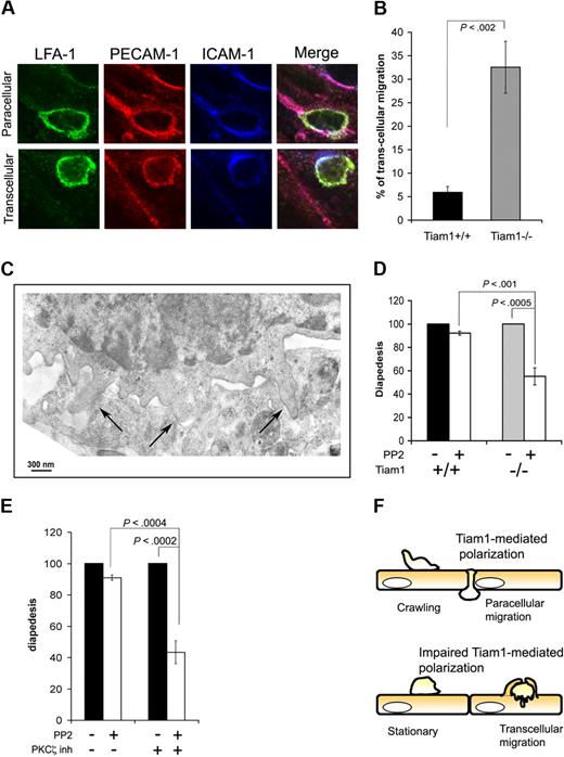 Figure 7. Impaired PKCζ/Tiam1/Rac signaling induces a switch from paracellular to transcellular migration. (A,B) Activated WT and Tiam1−/− T cells were incubated on top of a monolayer of TNFα-activated bEnd.3 cells overlaid with SDF1α for 30 minutes. Fixed samples were subjected to LFA-1, ICAM-1, and PECAM-1 staining. (A) Representative examples of immunofluorescence images showing paracellular and transcellular migration of a T cell. Scale bars represent 5 μm. (B) Percentage of WT and Tiam1−/− T cells showing diapedesis via the transcellular route. Three independent experiments were performed. Values are means ± SD; p indicates P value between WT and Tiam1−/− T cells. (C) Tiam1−/− T cells migrating on activated bEnd.3 were fixed after 30 minutes and processed for transmission electron microscopy (EM). Image shows typical podosome structures invading the endothelial cell (→). (D,E) Naive T cells were either untreated or treated 2 μm PP2for 1 hour. After accumulation on activated bEnd.3 monolayer, T cells were subjected to shear flow for 15 minutes. Percentages of adherent cells undergoing diapedesis during this period were evaluated. Diapedesis of PP2-treated T cells was expressed as a percentage of control cells (untreated cells = 100%). Two fields for each condition were recorded in 4 independent experiments. Values indicate mean ± SD. (D) Comparison of diapedesis route used by WT and Tiam1−/− T cells upon PP2 treatment; p indicates P value between percentage WT and Tiam1−/− T cells undergoing diapedesis. (E) WT T cells were untreated or treated for 1 hour at 37°C with a PKCζ inhibitor (2 μM) before shear flow experiments; p indicates P value between percentage of untreated WT cells and PKCζ inhibitor–treated WT cells undergoing diapedesis. (F) Model illustrating that crawling and the route of transendothelial migration depends on PKCζ/Tiam1-dependent polarization and crawling. Tiam1 is dispensable for T-cell adhesion to endothelial monolayers but is required for polarization and subsequent T-cell crawling on top of endothelial monolayers. T cells with intact PKCζ/Tiam1 signaling preferentially transmigrate through endothelial junctions (paracellular migration). Loss of Tiam1 and disturbed PKCζ signaling in T cells prevents chemokine-induced Rac activation leading to unstable polarization and thereby impaired T-cell crawling on top of endothelial monolayers. As a result, these T cells preferentially cross the endothelial monolayer through individual endothelial cells (transcellular migration).