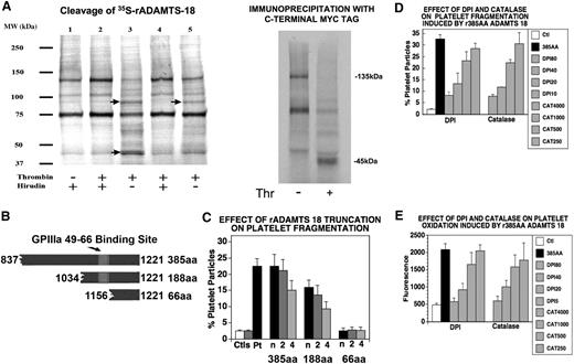Figure 2. Thrombin cleaves ADAMTS-18. (A) (Left panel) S35-methionine labeled ADAMTS-18 was incubated with different concentrations of thrombin with and without hirudin, at room temperature for 1 hour and resolved with SDS-PAGE. The sample loading lanes are (1) S35-ADAMTS-18 control (5 units/mL hirudin alone); (2) S35-ADAMTS-18 + 5 units/mL thrombin + hirudin; (3) S35-ADAMTS-18 + 5 units/mL thrombin; (4) S35-ADAMTS-18 + 2.5 units/mL thrombin + hirudin; (5) S35-ADAMTS-18 + 2.5 units/mL thrombin. Arrows point to thrombin cleaved bands. (Right panel) Immunoprecipitation with anti-Myc Ab following thrombin cleavage, demonstrating C-terminal 45-kDa fragment. (B) Graphic of truncated ADAMTS-18 constructs. The GPIIIa49-66 binding site is depicted. Three C-terminal recombinant peptide fragments were tested for their ability to induce platelet fragmentation and oxidation. These included the larger fragment of 385 amino acids (AAs) from the C-terminal end, an intermediate fragment of 188 AAs, and a smaller fragment of 66 AAs. (C) Effect of truncation on platelet fragmentation. Ctls refer to buffer and control IgG. Pt is patient IgG. Dilutions of the 3 fragments: recombinant peptides were made at neat (n), 1:2, and 1:4 in buffer. The initial concentration of the large 385-AA fragment was 1.3 μM, whereas the initial concentrations of the 188-AA and 66-AA peptides were 19 and 85 μM, respectively (n = 6). (D) Fragmentation induced by 385-AA fragment is inhibited by DPI (nM) and catalase (units/mL). Ctl refers to control buffer; 385-AA fragment refers to 1.3 μM 385-AA fragment. DPI 180, 140, 120, and 10 refer to nM DPI + 385-AA fragment. CAT 4000, 1000, and 500 refer to catalase units + 385-AA fragment. (E) Oxidation induced by 385-AA fragment inhibited by DPI and catalase. The designation is the same as that used as in panel D. (C-E) Where shown, error bars indicate SEM.