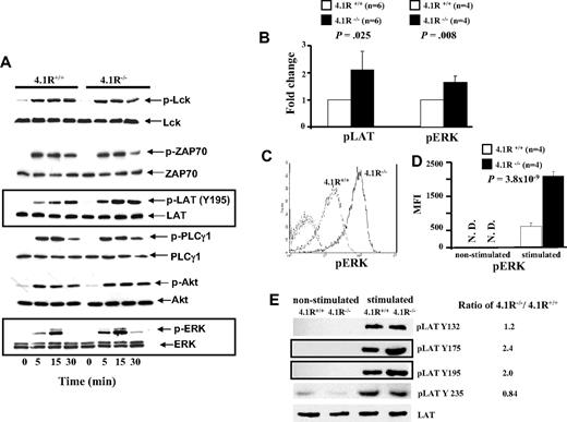 Figure 5. Biochemical analysis of signal transduction pathways in 4.1R+/+ and 4.1R−/− CD4+ T cells. (A) Western blot analysis of signal molecules. 4.1R+/+ or 4.1R−/− T cells were stimulated with anti-CD3ϵ (5 μg/mL) for various time periods, and indicated proteins were immunoblotted for the level of expression and for the extent of phosphorylation. Note the significantly enhanced phosphorylation of LAT and ERK in 4.1R−/− T cells. (B) Quantitative analysis of pLAT and pERK. The phosphorylation levels of LAT or ERK after 15 minutes of stimulation were quantified with the use of ImageJ software (National Institutes of Health, Bethesda, MD). Note the significantly increased phosphorylation of both LAT and ERK. (C,D) Intracellular staining of pERK. Intracellular staining of pERK was described in “Intracellular staining.” The representative profiles of pERK of 4.1R+/+ and 4.1R−/− CD4+ T cells are shown (C), and the quantitative analysis is shown (D). Note a significantly higher expression of pERK in 4.1R−/− CD4+ T cells. (E) Western blot analysis of phosphor-residues of LAT. 4.1R+/+ or 4.1R−/− T cells were stimulated with anti-CD3ϵ (5 μg/mL) for 15 minutes, and Western blot analysis was performed using anti-LAT phosphor-residue–specific antibodies as indicated. Note the significantly enhanced phosphorylation of Y175 and Y195 but not Y132 and Y235 of LAT in 4.1R−/− T cells. Error bars indicate SD.