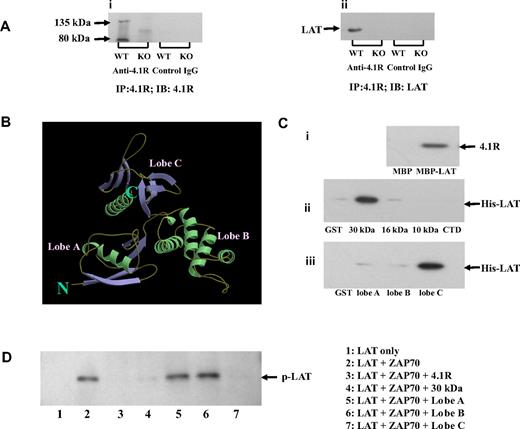 Figure 6. Association of 4.1R with LAT and effect of 4.1R on LAT phosphorylation. (A) Association of 4.1R with LAT in situ. 4.1R was immunoprecipitated from 4.1R+/+ or 4.1R−/− T cells using anti-4.1R or preimmune IgG. 4.1R or LAT in the immunoprecipitate was detected using anti-4.1R antibody (i) or anti-LAT antibody (ii), respectively. (B) Crystal structure of membrane domain of 4.1R. Note the 3-lobe structure of the 30-kDa membrane binding domain. (C) Direct binding of 4.1R with LAT and inhibition of LAT phosphorylation by 4.1R in vitro. (i) Binding of 4.1R to cytoplasmic domain of LAT. 4.1R was incubated for 30 minutes at room temperature with MBP-tagged cytoplasmic domain of LAT, and binding was assessed by pull-down assay. 4.1R binding was detected by blotting with anti-4.1R exon 13 antibody after SDS-PAGE. (ii) Binding of cytoplasmic domain of LAT to recombinant 4.1R fragments. Recombinant His-tagged cytoplasmic domain of LAT was incubated with GST-tagged 4.1R fragments. Binding was assayed as above, using anti-His antibody for detection. (iii) Binding of cytoplasmic domain of LAT to subdomains of 4.1R 30-kDa membrane binding domain. Binding assays were performed as above. The minimum binding was mapped to lobe C of the 30-kDa domain. (D) Inhibition of in vitro LAT phosphorylation by 4.1R. Cytoplasmic domain of LAT was phosphorylated by ZAP-70 in the absence or presence of 4.1R or 4.1R fragments. The phosphorylation was detected by Western blot analysis with the use of anti-phosphotyrosine antibody 4G10. Note the phosphorylation was inhibited by 4.1R, 30 kDa of 4.1R, and lobe C of 30-kDa domain.