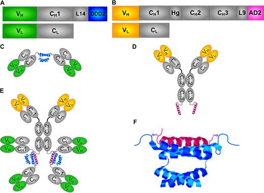 Figure 1. Schematic diagrams of DNL modules and structures. (A) The design for CH1-DDD2-Fab module. (B) The design for CH3-AD2-IgG modules. (C) The structure of CH1-DDD2-Fab as a dimer. (D) The structure of CH3-AD2-IgG as a monomer. (E) The structure of a bispecific hexavalent construct generated by DNL from reacting CH1-DDD2-Fab with CH3-AD2-IgG. (F) The interaction of the DDD2 and AD2 peptides. The variable domains for the heavy and light chains (VH + VL) are shown in green or orange. The constant domains of the heavy and light chains (CH + CL), the hinge (Hg), the 14-amino-acid residue (L14), and 9-amino-acid residue peptide linkers (L9) are shown in gray. The DDD2 and AD2 peptides are shown in blue and pink, respectively.