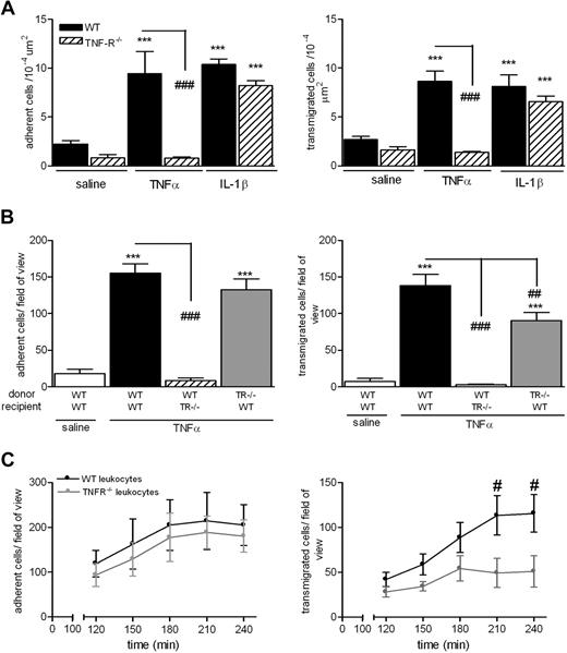 Figure 1. Mechanism of TNF-α–induced leukocyte adhesion and transmigration in vivo. (A) WT or TNFR−/− mice were given intrascrotal injections of IL-1β (50 ng), TNF-α (300 ng), or saline; and 4 hours later, leukocyte responses of adhesion and transmigration were quantified in cremaster muscle by intravital microscopy as detailed in “Intravital microscopy.” (B) To investigate the contribution of TNF-α receptors on leukocytes or EC in responses to locally administered TNF-α, a cell-transfer technique was used. Bone marrow leukocytes were isolated from donor WT or TNFR−/− mice, labeled with calcein-AM, and injected intravenously into WT or TNFR−/− recipient mice. The mice were then injected intrascrotally with saline or TNF-α; and 4 hours later, the cremaster muscle was exteriorized and leukocyte responses of adhesion and transmigration of fluorescently labeled leukocytes were quantified. (C) As in panel B, WT or TNFR−/− cells were fluorescently labeled and injected intravenously into WT recipients that had received saline or TNF-α intrascrotally. The cremaster muscle was then exteriorized 120 minutes later, and adhesion and transmigration of fluorescent cells were quantified every 30 minutes for a further 120 minutes. Data are corrected for the small levels of responses detected in mice injected with intrascrotal saline and presented as mean ± SEM for n = 3 to 10 mice per group. Statistically significant differences between control and stimulated groups are indicated as follows: ***P < .001. Additional statistical comparisons are indicated as follows: #P < .05, ##P < .01, ###P < .001.