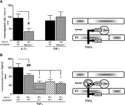 Figure 2. Roles of EC ICAM-2, JAM-A, and PECAM-1 in neutrophil transmigration induced by TNF-α. (A) The role of EC PECAM-1 in neutrophil transmigration as elicited by IL-1β and TNF-α was investigated. Fluorescently labeled WT leukocytes were injected into WT or PECAM−/− recipient mice treated with intrascrotal IL-1β or TNF-α. Four hours later, adhesion and transmigration of fluorescently labeled cells were quantified. (B) The role of junctional proteins in TNF-α–stimulated migration was investigated. WT or TNFR−/− fluorescently labeled bone marrow leukocytes were injected into WT, ICAM-2−/−, JAM-A−/−, or PECAM-1−/− recipient mice stimulated with intrascrotal TNF-α. Four hours later, the cremaster was exteriorized and leukocyte responses were quantified. The diagrams on the right illustrate the inflammatory conditions for which the experiments were planned, that is, stimulation of both leukocyte and EC TNFRs (A) or blockade of leukocyte TNFRs (B). Results are mean ± SEM from n = 4 to 14 mice/group. Statistically significant differences are indicated as follows: #P < .05, ##P < .01, +P < .05.