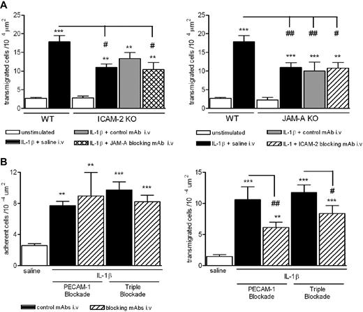 Figure 3. Effect of dual and triple blockade of ICAM-1–, JAM-A–, and PECAM-1–dependent pathways. (A) WT, ICAM-2−/−, or JAM-A−/− mice were given an intrascrotal injection of IL-1β (50 ng) or saline (control). Additional groups of mice were pretreated with an anti–JAM-A mAb (BV-11), anti–ICAM-2 mAb (3C4), or an appropriate control mAb (all at 1 mg/kg intravenously), as indicated. Four hours after the administration of IL-1β, cremaster muscles were exteriorized and leukocyte transmigration was quantified by intravital microscopy, as detailed in “Intravital microscopy.” (B) WT mice were pretreated with submaximal doses of an anti–PECAM-1 mAb (Mec 13.3), a cocktail of blocking mAbs directed against ICAM-2, JAM-A, and PECAM-1, or control mAbs as appropriate (all at 1 mg/kg intravenously). IL-1β (50 ng) or saline was injected intrascrotally; and after 4 hours, leukocyte responses of adhesion and transmigration were quantified. Results are mean ± SEM from n = 4 to 10 mice/group. Statistically significant differences between control and stimulated groups are indicated as follows: **P < .01, ***P < .001. Additional statistical comparisons are indicated as follows: #P < .05, ## P < .01.