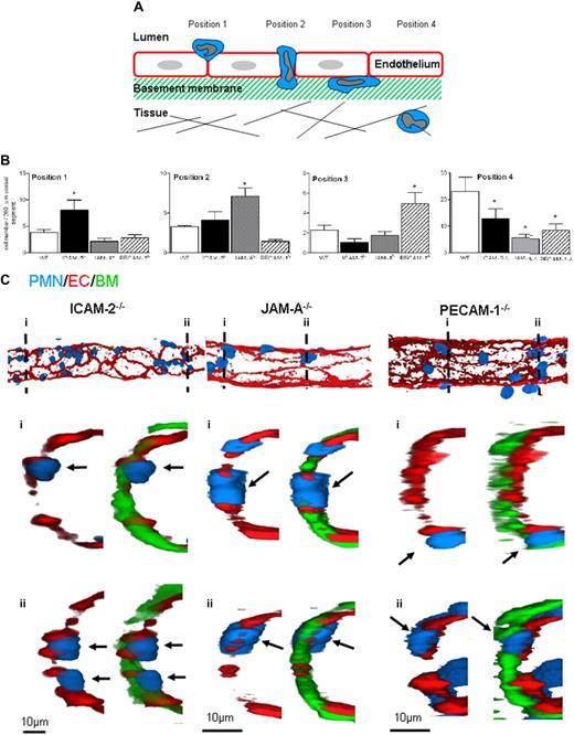 Figure 4. ICAM-2−/−, JAM-A−/−, and PECAM−/− mice exhibit distinct profiles in terms of site of arrest of transmigrating leukocytes in IL-1β–stimulated cremaster muscle tissues. (A) A schematic diagram illustrating the quantification criteria used to analyze the position of leukocytes within fixed and immunostained whole-mounted cremaster muscle tissues. (B) WT, ICAM-2−/−, JAM-A−/−, or PECAM−/− mice were given an intrascrotal injection of IL-1β (50 ng); and 4 hours later, the cremasters were dissected away from the mice, fixed, and immunostained to label neutrophils (MRP-14 with a 488-nm fluorochrome), EC (ICAM-2, JAM-A or PECAM-1 with a 555-nm fluorochrome), and venular basement membrane (collagen IV with a 633-nm fluorochrome), and prepared for analysis by confocal microscopy as detailed in “Immunofluorescence labeling and analysis of cremaster muscle tissues by confocal microscopy.” The localization of neutrophils in relation to the endothelium and its basement membrane according to the quantification criteria shown in panel A and detailed in text was determined and quantified by analyzing acquired 3-dimensional images of whole blood vessels as previously described.8 (C) The confocal images show representative longitudinal (top panels) and cross-sectional (bottom panels) images of IL-1β–stimulated venules from ICAM-2−/−, JAM-A−/−, and PECAM−/− mice. The top panels show 3-dimensional images of venules stained for EC junctions (red represents EC) and neutrophils (blue represents PMN) only. The images below were obtained by observing a cross-section (1 μm thick) of the associated venules along the indicated dotted lines (numbered) showing the staining of EC junctions, neutrophils, and the EC basement membrane (green represents BM). The arrows show the location of selected neutrophils. Results are mean ± SEM from n = 4 to 8 mice (4 venules analyzed in each sample). Statistically significant differences between WT and knockout groups are shown as follows: *P < .05.