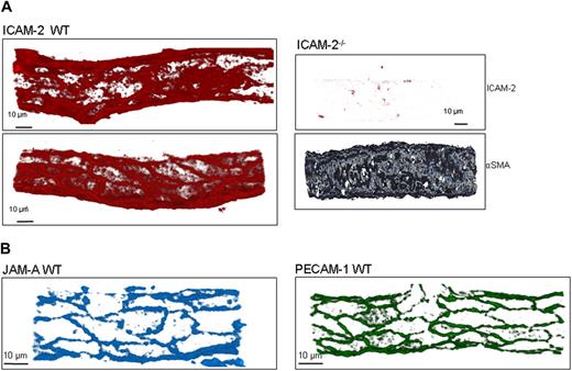 Figure 5. ICAM-2 exhibits both a luminal and EC junctional expression profile in venules in vivo. (A) Unstimulated cremaster muscle tissues from WT mice were immunostained for ICAM-2 and analyzed as detailed in “Immunofluorescence labeling and analysis of cremaster muscle tissues by confocal microscopy.” The specificity of binding of the anti-ICAM-2 mAb was confirmed in tissue samples obtained from ICAM-2–deficient mice in which the tissues were double stained for ICAM-2 and α–smooth muscle actin, the latter assisting in the identification of venules. (B) Unstimulated cremaster muscle tissues from WT mice were immunostained for JAM-A and PECAM-1 as detailed in “Immunofluorescence labeling and analysis of cremaster muscle tissues by confocal microscopy.” Samples were observed using a Zeiss LSM 5 PASCAL confocal laser-scanning microscope and analyzed using IMARIS software. Images are representative of 2 half-vessels per mouse, from 4 mice.