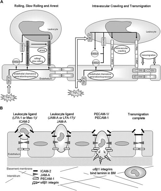 Figure 6. Schematic diagrams illustrating potential pathways involved in leukocyte/vessel wall interactions. (A) The potential roles of leukocyte and EC TNF-α receptors in mediating leukocyte/vessel wall interactions. The diagrams are based on our findings and published works. (B) The EC molecules ICAM-2, JAM-A, and PECAM-1 act sequentially to mediate leukocyte transmigration through venular walls in vivo. ICAM-2 acts at an early stage where leukocytes are thought to be “investigating” an EC junction, JAM-A mediates migration through EC junctions, and PECAM-1 supports migration through the vascular BM.