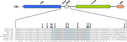 Figure 3. Location of missense mutations. (Top panel) Schematic representation of the CBL protein showing the tyrosine kinase binding (TKB), linker, RING, proline-rich (P-rich), and ubiquitin-associated/leucine zipper (UBA/LZ) domains. (Bottom panel) ClustalW alignment of the entire linker and RING domains plus part of the distal sequence. The RING domain is shaded in gray with the defining C and H residues shaded pale blue. Residues affected by missense mutations found in this study are indicated by ▼.