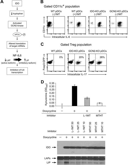 Figure 4. Evidence that IDO acts via the GCN2-kinase pathway in pDCs to block IL-6 up-regulation. (A) Hypothesized pathway for IDO-induced translational regulation of NF-IL-6 transcription factor. (B) pDCs were isolated from TDLNs of tumors grown in genetically defined hosts (IDO1-KO, GCN2-KO, or WT). pDCs were then used in activation cocultures with OT-I and Tregs, as Figure 2. After 2 days, cocultures were stained for CD11c versus IL-6. (C) Foxp3GFP Tregs were cocultured as in Figure 2A, using pDCs from TDLNs of WT, IDO1-KO, or GCN2-KO hosts. All cultures were without 1MT. After 2 days, cultures were harvested and stained for intracellular IL-17 versus CD4. (D) Analysis of the inhibitory LIP isoform of NF-IL-6 in T-REX cells stably transfected with inducible IDO cDNA. IDO was either uninduced or induced by treatment with doxycycline (20 ng/mL) as indicated. Induced cells were treated with 50, 25, and 10 μM of the IDO inhibitors L-1MT or methyl-thiohydantoin-tryptophan (MTHT), as indicated. Graph documents production of kynurenine by functional IDO (error bars show SD of triplicate wells). The top Western blot represents expression of IDO after induction; the bottom Western blot represents induction of the 21-kDa LIP isoform of NF-IL-6, and the higher molecular weight LAP isoforms. All experiments were repeated 3 to 4 times with similar results.