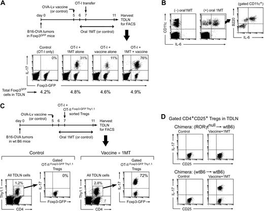 Figure 5. Generation of TH17-like cells in TDLNs in vivo. (A) Foxp3GFP mice with B16-OVA tumors were treated with OVA-Lv vaccine, oral D-1MT, and adoptive transfer–sorted OT-I cells, as shown. On day 11, TDLNs were harvested and stained for IL-17. Percentages in the right-upper quadrants of each plot give the fraction of the Foxp3GFP-positive cells that coexpressed IL-17. Percentages below give total Foxp3GFP-positive cells in each LN. (B) Mice were treated as in panel A and TDLN cells stained for CD11c versus B220 versus intracellular IL-6. Plots represent total LN cells; inset represents gated CD11c+ population from the (+)1MT group. (C) Wild-type B6 mice with B16-OVA tumors were treated with control (vehicle only) or oral D-1MT plus OVA-Lv vaccine. All mice received coadoptive transfer of 106 CD8+ OT-I cells mixed with 106 sorted Foxp3+ Tregs (CD4+GFP+Thy1.1+) from OT-IIFoxp3-GFP Thy1.1 mice. On day 11, TDLNs were harvested and stained for CD4/Thy1.1/IL-17 versus Foxp3GFP by 4-color FACS. Each left plot represents the population of transferred Tregs (CD4+Thy1.1+) as a percentage of total TDLN cells; right plots represent GFP versus IL-17 expression in the gated GFP+ Tregs (the percentage gives the fraction of Foxp3GFP-positive cells that coexpress IL-17). (D) Bone marrow chimeras (RORγt-null marrow into wt B6 hosts, or control wtB6→wtB6) received B16-OVA tumors, and mice were treated as in panel A with either control (vehicle only) or oral D-1MT plus OVA-Lv vaccine. All mice received OT-I adoptive transfer on day 7. Plots indicate representative IL-17 up-regulation in gated CD4+CD25+ population in TDLNs from each treatment group on day 11. Experiments were repeated 3 to 8 times with similar results.