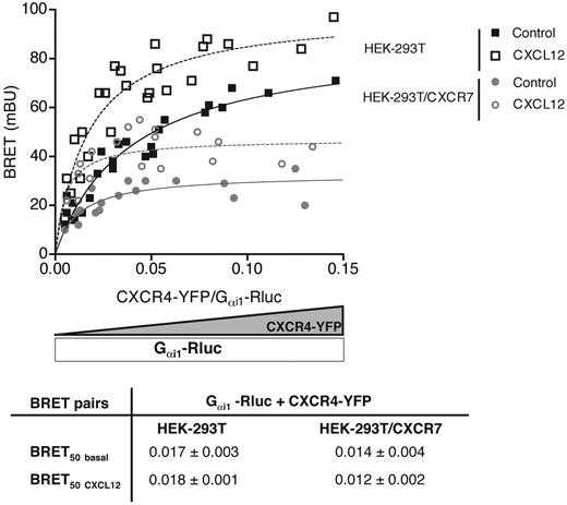 Figure 5. Heterodimerization with CXCR7 changes the ability of CXCR4 to interact with Gαi1 proteins. BRET saturation assays were performed in parental (HEK-293T) or in CXCR7-expressing (HEK-293T/CXCR7) cells by transfecting a constant amount of the Gαi1-Rluc fusion protein and increasing amounts of CXCR4-YFP, in the presence or absence of 1 μM CXCL12. The curves obtained were fitted and BRET signals were determined. Data represent 3 independent experiments. In parental or in CXCR7-expressing cells, BRETmax signals were significantly increased by CXCL12 compared with basal conditions (P < .05). BRETmax signals were significantly different in the presence of CXCR7 compared with parental cells in basal conditions and in the presence of CXCL12 (P < .01).