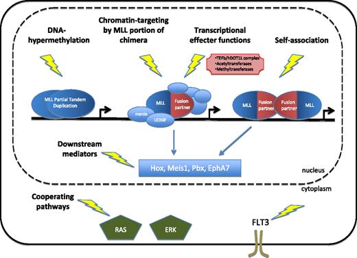Figure 1. Therapeutic targeting of MLL leukemia. Several key molecular functions that may provide potential therapeutic targets in MLL leukemia include chromatin association by the MLL portion of chimeric oncoproteins, nucleation of transcriptional effector complexes through the fusion partner moiety of MLL chimeras, downstream mediators of MLL, and pathways known to cooperate with MLL.