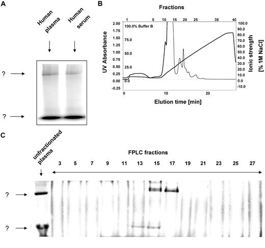 Figure 2. 125I-hepcidin binds to 2 unknown molecules in plasma and serum. (A) Human plasma (10 μL) or serum (10 μL) were incubated with 125I-human hepcidin (2.8 μM) for 1 hour at 37°C and 2 bands were detected ↓ corresponding to a complex of 125I-human hepcidin with unknown binding proteins. (B) Native fast-pressure liquid chromatography (FPLC) fractionation of blood plasma followed by (C) separation of fractions using native-gradient PAGE. FPLC fractions were trace labeled with 125I-hepcidin and separated by native gradient PAGE. After electrophoresis, the gel was vacuum dried, exposed to a storage phosphorimaging screen, and scanned on a phosphorimager. Results are typical of 3 or 4 experiments.