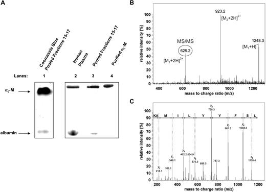 Figure 3. Identification of α2 macroglobulin as a hepcidin-binding protein. (A) A hepcidin-binding protein in complete human plasma or fractionated plasma comigrates with a complex of purified α2-macroglobulin (α2-M) and 125I-hepcidin. Lane 1: fractions 15 through 17 from the plasma fractionation experiment (see Figure 2C) were pooled and concentrated, separated by native gradient PAGE, and stained using Coomassie blue. Lanes 2 through 4 (phosphorimager scan of a different gel run in parallel to the Coomassie blue gel in lane 1): complete human plasma (lane 2), pooled fractions 15 through 17 (lane 3; from Figure 2C) and purified α2-M (10 μg; lane 4) were incubated with 125I-hepcidin (2.8 μM) for 1 hour at 37°C and separated by native PAGE and visualized using a phosphorimager. (B,C) Identification of the hepcidin-binding protein in blood plasma by mass spectrometry. MS/MS spectrum confirming the identity of α2-M in the top band of panel A. The region of the gel corresponding to the top band that consists of 125I-hepcidin bound to an unknown plasma protein from pooled fractions 15 through 17 (Figure 3A lane 3) was cut from the gel and digested with trypsin. The resulting tryptic peptides were separated on a C18 column connected online to the mass spectrometer. Each full scan experiment measuring the peptide masses was followed by 3 MS/MS fragmentation scans providing sequence information of the fragmented peptides. As a representative example of one peptide identification, the full MS scan (B) and fragmentation MS/MS spectrum of the peptide 493LSFYYLIMAK502 (C) from α2-M is shown. The MS spectrum exhibits intense signals at m/z 625.2 (circled) and 1248.3. These signals represent doubly- and singly-charged ions of the peptide, respectively. The near complete series of C-terminal y-ions in the MS/MS spectrum of doubly-charged ions clearly confirms the α2-M peptide sequence 493LSFYYLIMAK502 (panel C top line). The major peak in the full scan spectrum at m/z 923.2 corresponds to an additional coeluting peptide originating from α2-M, as was confirmed by its MS/MS spectrum (not shown).