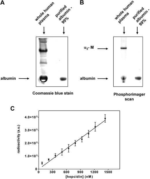 Figure 6. Confirmation that albumin is a second hepcidin-binding protein that binds this ligand nonspecifically. (A) Whole human plasma and albumin (purity: 99%) were separated using native PAGE and stained with Coomassie blue for protein. Note that the band of purified albumin comigrates with the most abundant protein present in human plasma (albumin). (B) Whole plasma and purified albumin were trace labeled with 125I-hepcidin, resolved by native PAGE, and visualized using a phosphorimager. The band of purified albumin-125I-hepcidin comigrates with the bottom band present in human plasma (albumin), which also binds 125I-hepcidin. The top band in lane 1 is 125I-hepcidin bound to α2-M. (C) Increasing amounts of 125I-hepcidin (up to 1400 nM) were added to albumin (1.5 nM), the mixture was incubated for 1 hour at 37°C, separated by native PAGE, and the albumin–125I-hepcidin complex was visualized and quantified using a phosphorimager. Results in panels A and B are typical of 3 experiments while those in panel C are mean ± SD of 3 experiments.