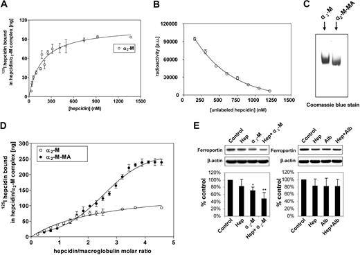 Figure 7. Characterization of α2-macroglobulin interaction with hepcidin and confirmation of the biologic activity of the α2-macroglobulin-hepcidin complex. (A) Saturation binding curve of 125I-human hepcidin with nonactivated α2-M demonstrating a single class of noninteracting binding sites. (B) Increasing concentrations of unlabeled hepcidin competes with 125I-hepcidin preventing binding of the label to α2-M. (C) Migration of methylamine-activated human macroglobulin (α2-M-MA) differs from nonactivated α2-M. (D) Saturation binding curve of 125I-human hepcidin with α2-M-MA demonstrating sigmoidal binding. This indicated allosteric cooperativity and the identification of higher order hepcidin-binding to α2-M-MA. In contrast, nonactivated α2-M demonstrated a hyperbolic function that corresponded to 2 independent binding sites with the same affinity. (E) Western analysis demonstrating that the α2-M–hepcidin complex, but not the α2-M–albumin complex reduces ferroportin expression in J774 cells. (A,D) Samples of 100 μg α2-M or α2-M-MA were incubated for 1 hour at 37°C with increasing concentrations of 125I-human hepcidin. The samples were separated using native gradient (3%-12%) PAGE. After electrophoresis, the gel was scanned on a phosphorimager and analyzed using Aida and GraphPad software. (B) α2-M (143 nM) was incubated for 1 hour at 37°C with 125I-human hepcidin (717 nM) and increasing concentrations of unlabeled hepcidin from 150 to 1200 nM. The samples were separated using native gradient (3%-12%) PAGE. After electrophoresis, the gel was scanned and analyzed as in panels A and D. (C) α2-M and α2-M-MA were resolved on a native gel as described for panels A and C and then stained with Coomassie blue protein stain. (E) J774 cells were incubated for 6 hours at 37°C in culture media without FCS containing either hepcidin (0.7 μM), α2-M (2.8 μM), hepcidin (0.7 μM) + α2-M (2.8 μM), albumin (2.8 μM), or hepcidin (0.7 μM) + albumin (2.8 μM). Results in panels A, B, and D are mean ± SD from 3 separate experiments, while panel C shows a typical gel from 3 experiments performed. The Western analysis shown in panel E is from a typical blot, while the densitometric scan is mean ± SD from 5 or 6 experiments. *P < .05; **P < .01.