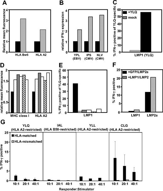 Figure 1. Cis- and trans-presentation of CD8+ T-cell epitopes in LMP-1–expressing cells. (A) LMP-1− BJAB-gpt (■) and LMP-1+ BJAB-MTLM6 () cells were assessed for HLA class I expression by flow cytometery. Data represent the relative mean fluorescence after staining with anti-HLA-Bw6 and anti-HLA-A2–specific monoclonal antibodies. (B) HLA B35–restricted YPLHEQHGM (EBV-encoded EBNA3), HLA B35–restricted IPSINVHHY (HCMV-encoded pp65), and HLA A2–restricted NLVPMVATV (HCMV-encoded pp65)–specific T cells were incubated with BJAB-gpt (■) and BJAB-MTLM6 () cells infected with recombinant vaccinia viruses encoding EBNA3 or pp65, in the presence of brefeldin A. Cells were incubated with MHC-peptide pentamers and anti-CD8 antibody and then assessed for intracellular IFN-γ production. Data represent the relative increase in IFN-γ+ cells after incubation with BJAB-MTLM6 infected cells compared with BJAB-gpt infected cells. (C) CD8+ T cells specific for a HLA A2–restricted epitope, YLQQNWWTL (EBV-encoded LMP-1), were incubated in the presence of brefeldin A with BJAB-MTLM6 cells pulsed with and without 1 μg/mL YLQQNWWTL peptide (the first 3 amino acids of the sequences are underlined to indicate the abbreviation used for each epitope in the figure). Data represent the percentage of YLQQNWWTL-specific T cells producing IFN-γ after incubation with BJAB-MTLM6 cells at a responder-to-stimulator ratio of 10:1. (D) HLA class I expression in C33A cells after expression of LMP-1. C33A cells were transfected with EGFP-tagged expression vectors encoding GFP alone (■) or different LMP-1 sequences, including B95.8-LMP-1 (), CAO-LMP-1 (), HS6-LMP-1 (), NPC9-LMP-1 (), and QC-LMP-1 (□). Data represent the relative mean fluorescence, compared with cells transfected with GFP-expression vector, after staining with anti-HLA class I and anti-HLA-A2–specific antibodies. (E) YLQQNWWTL-specific T cells were incubated in the presence of brefeldin A with C33A cells transfected with B95.8-LMP-1 (), CAO-LMP-1 (), HS6-LMP-1 (), NPC9-LMP-1 (), and QC-LMP-1 (□) or B95.8-LMP-1 sensitized with synthetic YLQQNWWTL peptide epitope (■). Cells were incubated with MHC peptide pentamers and anti-CD8 and then assessed for intracellular IFN-γ production. Data represent the percentage of IFN-γ+ YLQ-specific T cells. (F) CD8+ T cells specific for HLA A2–restricted YLQQNWWTL epitope (EBV-encoded LMP-1) and HLA A2–restricted CLGGLLTMV epitope (EBV-encoded LMP-2A) were incubated with C33A cells cotransfected with vectors encoding GFP and LMP-2A-GFP or LMP-1-GFP and LMP-2A-GFP and then assessed for intracellular IFN-γ production. Data represent the percentage of pentamer-positive cells producing IFN-γ at a responder-to-stimulator ratio of 10:1. (G) CD8+ T cells specific for HLA A2–restricted YLQQNWWTL epitope (EBV-encoded LMP-1), HLA B58–restricted IALYLQQNW epitope (EBV-encoded LMP-1 protein), HLA A2–restricted YLLEMWRL epitope (EBV-encoded LMP-1 protein), and HLA A2–restricted CLGGLLTMV epitope (EBV-encoded LMP-2A) were incubated with HLA-matched and -mismatched LCLs in the presence of brefeldin A and then assessed for intracellular IFN-γ production by flow cytometry. Data represent the mean IFN-γ–producing cells after stimulation with 3 different LCLs.