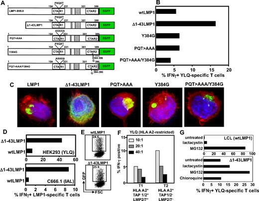 Figure 2. Impact of LMP-1 aggregation, signaling, and the immunoproteasome on presentation of LMP-1 epitopes through the MHC class I pathway. (A) Schematic representation of LMP-1 constructs used in the study. Expression constructs encoding either the full-length LMP-1 (referred to as wtLMP-1) or a series of deletion/point mutants expressing different forms of LMP-1 protein were used. The deletion mutant was designed to express LMP-1 protein in which the first transmembrane domain was deleted (referred to as Δ1-43LMP-1). The expression vector with point mutations within the CTAR domains of LMP-1 (referred to as PQT > AAA, Y384G, or PQT > AAA/Y384G) blocks TRAFF/TRADD binding and NF-κB activation.8,18 (B) C33A cells were transiently transfected with the expression vectors encoding wtLMP-1, Δ1-43LMP-1, Y384G, PQT > AAA, and PQT/AAA/Y384G. These cells were incubated with YLQQNWWTL-specific T cells at a responder-to-stimulator ratio of 10:1 and then assessed for intracellular IFN-γ production by flow cytometry (the first 3 amino acids of the sequences are underlined to indicate the abbreviation used for each epitope in the figure). Data represent the percentage of IFN-γ-producing YLQQNWWTL-pentamer–positive cells. (C) Intracellular location was assessed by fluorescent microscopy. (D) HEK293 and C666.1 cells were transiently transfected with vectors encoding wtLMP-1 or Δ1-43LMP-1 fused to GFP. Transfected cells were incubated with either YLQQNWWTL-specific T cells (HEK293 cells) or IALYLQQNW-specific T cells (C666.1) at responder-to-stimulator ratio of 10:1 and then assessed for intracellular IFN-γ production by flow cytometry. Data represent the percentage of IFN-γ-producing YLQ-pentamer–positive cells or IAL-specific cells. (E) LMP-1-GFP expression in epithelial cells transfected with expression vectors encoding wtLMP-1 or Δ1-43LMP-1 fused to GFP. (F) YLQQNWWTL-specific T cells were incubated with T1 and T2 cells at responder-to-stimulator ratios of 10:1, 20:1, and 40:1 and then assessed for intracellular IFN-γ production by flow cytometry. Data represent the percentage of YLQQNWWTL-pentamer–positive cells producing IFN-γ. (G) HLA-matched LCL and Δ1-43LMP-1-transfected C33A cells were treated with the proteasomal inhibitors, lactacystin and MG132 (as a control C33A cells were also treated with the lysosomal inhibitor chloroquine), and then incubated with YLQQNWWTL-specific T cells at a responder-to-stimulator ratio of 10:1. Data represent the percentage of YLQQNWWTL-pentamer–positive cells producing IFN-γ.