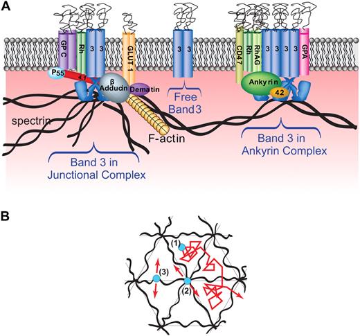 Figure 1. Models of human erythrocyte membrane showing major populations of band 3 and their likely models of lateral diffusion. (A) Lateral view of erythrocyte membrane showing major membrane-spanning proteins including: glycophorin C (GPC), Rh protein (Rh), band 3 (3), the glucose transporter (GLUT 1), Rh-associated glycoprotein (RhAG), CD47, and glycophorin A (GPA). Labeled peripheral membrane proteins include: spectrin, ankyrin, protein 4.1 (4.1) and protein 4.2 (4.2), adducin, P55, and dematin. Note that the 3 hypothesized populations of band 3 include freely diffusing band 3, band 3 in an ankyrin complex, and band 3 in the junctional complex. (B) Top view of hexagonal spectrin network showing expected mobilities of band 3. Three types of band 3 interactions are hypothesized, each with its predicted mobility: (1) free band 3 should exhibit high mobility over short time scales, but lower mobility with periodically confined diffusion (hop diffusion) over longer time scales, (2) band 3 bound to the spectrin-actin junctional complex through adducin should also show a limited (possibly even more limited than case 3) diffusion over short time periods and similarly restricted long time diffusion and (3) band 3 linked to spectrin tetramers through ankyrin should display limited mobility over short time periods and significantly restricted motion over long time periods.