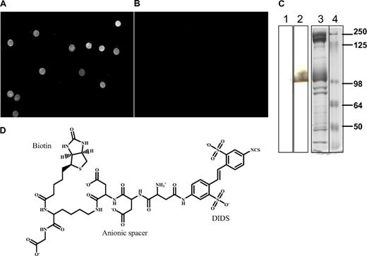 Figure 2. Structure and specificity of DIDS-biotin reagent for band 3. (A) Fluorescent image of whole erythrocytes reacted with a subsaturating concentration of DIDS-biotin reagent (10 μM) and then labeled with Alexa Flour 598–derivatized streptavidin. (B) Image of unlabeled (control) whole erythrocytes that were similarly incubated with Alexa Fluor 598–derivatized streptavidin. (C) SDS-PAGE analysis of the specificity of DIDS-biotin reagent for band 3. Erythrocytes were either not reacted with DIDS-biotin reagent (lane 1) or reacted with 1 μM DIDS-biotin reagent (lane 2) before separation by SDS-PAGE. After electrophoretic transfer onto nitrocellulose, the molecular weights of DIDS-biotin–labeled polypeptides were determined by staining with streptavidin–horseradish peroxidase (1:1500). Lane 3 contains Coomassie blue–stained erythrocyte membranes, and lane 4 contains molecular weight markers. Vertical line(s) have been inserted to indicate a repositioned gel lane. (D) Structure of the DIDS-biotin reagent.