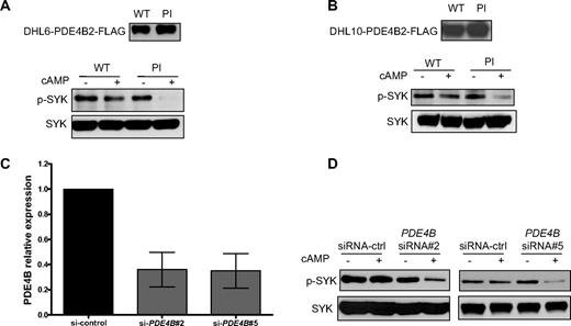 Figure 3. PDE4B controls the cAMP-mediated SYK inhibition in DLBCL. (A,B) Stable expression of PDE4B-WT but not a PI mutant blocked cAMP-mediated inhibition of SYK phosphorylation in the DLBCL cell lines DHL6 and DHL10. Immunoblotting with total anti-SYK antibody confirmed equal loading, and anti-FLAG demonstrate the ectopic expression of PDE4B in these cell lines. (C) Quantitative real-time RT-PCR shows an approximate 65% decrease in PDE4B expression in the OCI-Ly3 cell line, 72 hours after 200 nM siRNA oligonucleotide transfection. Results are displayed as expression relative to siRNA-control transfected cells, determined using the ΔΔcycle threshold (CT) method and reported as 2−ΔΔCT. (D) siRNA-based knockdown of PDE4B expression with 2 independent sequences in the DLCBL cell line OCI-Ly3 led to a marked cAMP-mediated decrease in SYK Tyr525/526 phosphorylation. Immunoblotting with total SYK confirms equal loading. In these experiments, induction of cAMP was performed by incubating the cell lines with 40 μM Forskolin for 1 hour.