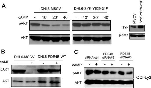 Figure 4. SYK and PDE4B control the effects of cAMP on AKT phosphorylation. (A) In the PDE4B-null DHL6 cell line, elevation of cAMP levels inhibit AKT phosphorylation (Ser473; left panel). Stable expression of a SYK gain-of-function mutant blocked cAMP-mediated inhibition of phospho-AKT. Anti-SYK immunoblot demonstrate the ectopic expression of this protein in the DHL6 cell line. These data suggest that constitutive activation of SYK may mimic the anti-inhibitory effects of PDE4B in DLBCL. (B,C) Western blot analyses of PDE4B overexpression in the DHL6 and knockdown in the OCI-Ly3 cell line, confirmed the central role of this phosphodiesterase in regulating cAMP-mediated AKT inhibition.