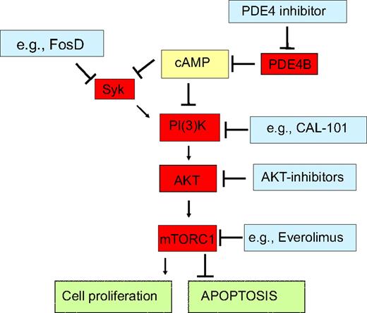 Figure 6. PDE4B signaling interactions highlight novel opportunities for combined therapeutic approaches in DLBCL. We showed that in normal and malignant B-lymphocytes cAMP, at least in part via down-modulation of the tyrosine kinase SYK, inhibits the PI3K/AKT/mTOR pathway, thus curtailing cell proliferation and inducing apoptosis. As PDE4B inactivates cAMP, it abrogates these growth inhibitory effects, and in subsets of DLBCL, it may contribute to the abnormally elevated activity of SYK and PI3K/AKT/mTOR. Pharmacologic inhibition of PDE4B should restore the intracellular levels of cAMP, reestablish growth suppression and apoptosis, and potentially improve the efficacy of various agents that impinge on this pathway. Indeed, in proof-of-principle experiments, we showed that genetic modulation of PDE4B increase the effectiveness of a SYK inhibitor. This concept is timely and its clinical implementation a realistic goal as exemplified by availability of series of relevant compounds already in clinical trials for lymphomas (http://clinicaltrials.gov/).