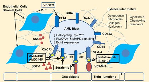 Protective effect of marrow microenvironment. The Hematopoietic Inductive Microenvironment (HIM) niches include osteoblasts, stromal/mesenchymal cells, endothelial cells and extracellular matrix components. AML blast quiescence, proliferation and apoptosis are influenced by receptor kinases, adhesive receptors and signaling via matrix mediated/bound chemokines and cytokines. AMD3100 and AMD3465 CXCR4 antagonists +/− sorafenib or inhibitors of VLA-4/VCAM-1 interactions chemosensitize AML blasts within the HIM niches. Shh: sonic hedgehog, Notch, vascular endothelial factor and other adhesion receptors signals promote leukemic stem cell survival and expansion and can be targeted to overcome AML chemoresistance.