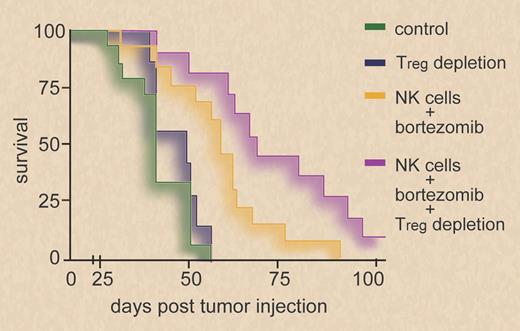 Survival of BALB/c mice inoculated with RENCA tumor cells is enhanced when mice are treated with bortezomib before adoptive infusion of syngeneic NK cells. Survival is further improved by depletion of regulatory T cells (Tregs) before bortezomib treatment and NK-cell infusion. Professional illustration by Debra T. Dartez.