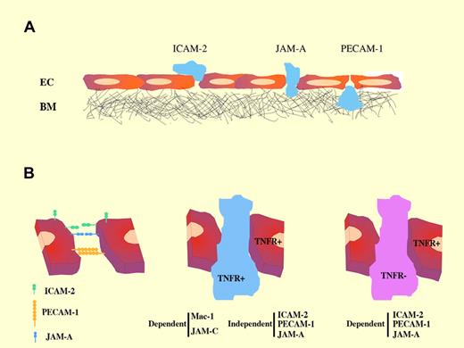 (A) Sequential roles of junctional molecules during neutrophil transmigration. (B) Stimulus-dependent requirement of endothelial junctional molecules in neutrophil transmigration.