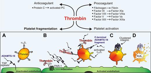 ADAMTS-18 Binds and Clusters β3 integrins and Destroys platelet aggregates. (A) Under resting conditions, the endothelium constitutively releases a small amount of ADAMTS-18. (B) Endothelial activation by thrombin enhances the secretion of ADAMTS-18, which binds to platelet αIIbβ3. Thrombin cleaves ADAMTS-18 to produce an active 45-kDa C-terminal fragment, which (C) clusters β3 integrins. (D) Clustering activates12-lipoxygenase and NADPH oxidase to regulate thrombus size by oxidative fragmentation. (TSP, thrombospondin; PAR-1, protease activated receptor-1; H2O2, hydrogen peroxide.)