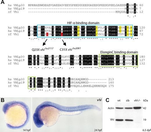 Figure 1. Identification of zebrafish vhl and loss-of-function alleles. (A) The zebrafish VHL ortholog vhl encodes a single 175-amino-acid protein that is 52% identical and 70% similar to human pVHL. ClustalW alignment shows high conservation of the pVHL Elongin C and HIF-α binding domains (HIF-1α core hydroxyproline Pro564 binding sites are highlighted in yellow). The VHLp30 isoform-specific acidic domain (residues 1-53) is not present. By screening the Hubrecht target-selected ENU-mutagenized library, we identified 2 different zebrafish lines carrying inactivating germline vhl mutations within the HIF-α binding domain (Q23X and C31X; highlighted in red). (B) Whole-mount in situ hybridizations show ubiquitous vhl expression in wild-type embryos at 14 and 24 hpf. Original magnification ×5. (C) Vhl protein (∼ 19 kDa) is not detected in 6.5 dpf vhl mutant zebrafish. One embryo equivalent is loaded per lane. β-Actin is used as a loading control. Wt, wild-type; sib, sibling.