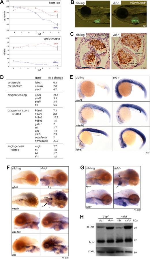 Figure 2. vhl mutants display a systemic hypoxic response. (A) From 7 dpf onward, vhl mutants display a significantly increased heart rate. Cardiac output (stroke volume × heart rate) is significally up-regulated 3.2-fold at 4 dpf (139 ± 7.6 vs 43.5 ± 4.1 nL/min) to 15-fold (137.3 ± 17.5 vs 9.4 ± 1.5 nL/min) in 10 dpf vhl−/− larvae. (B) vhl mutants develop progressive cardiac dilation, as shown by cardiomegaly at 8 dpf (TG(cmlc2:egfp background)). (C) Sectioning (7 μm) through the heart reveals vhl−/− cardiomyocytes to be stretched (arrow), suggestive of dilated cardiomyopathy. Sibling and mutant hearts are presented with the same magnification (×20). Blood cells are stained with o-dianisidine (brown). (D) As determined by microarray expression profiling of 7 dpf vhl mutants compared with siblings, loss of vhl leads to a general overexpression of hypoxia response genes, which was confirmed by whole-mount in situ hybridizations. (E) This includes the up-regulation of genes involved in oxygen sensing (phd3) and anaerobic metabolism (ndufa4, ldha1) as early as 1 dpf. (F) As shown at 7.5 dpf, glut1 (liver), vegfa (glomerulus, pancreatic islet, brain, and PHT), and its receptors kdr-like and kdr (liver, glomerulus, and blood vessels) are up-regulated. (G) Furthermore, epo (liver and glomerulus) and its receptor epor are highly up-regulated in 7.5 dpf vhl mutants. (H) Western blot analysis of STAT5/phosphoSTAT5 levels at 2 and 4 dpf. At both time points, phosphoSTAT5 levels are highly increased in vhl mutants, whereas STAT5 levels remain comparable with siblings, indicating increased EPO signaling. One lane represents 1.5 embryo equivalents. β-Actin is used as a loading control. Original magnifications, ×5 (B,D-F), ×20 (C). L indicates liver; G, glomerulus; PI, pancreatic islet; and H&E, hematoxylin and eosin.
