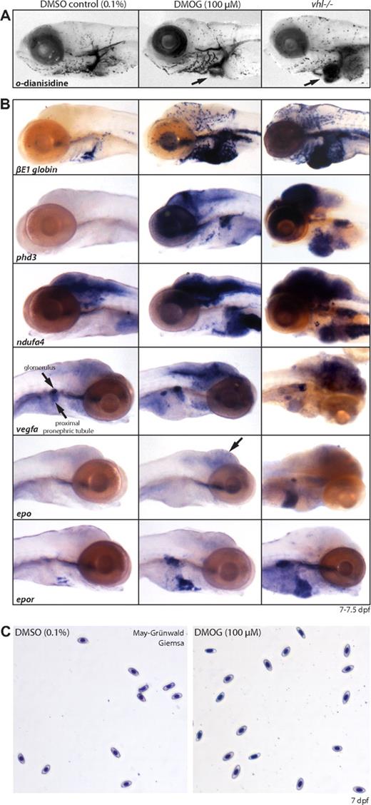 Figure 7. Chemically induced hypoxia in wild-type embryos by DMOG partly mimics the vhl hypoxic phenotype. (A) o-Dianisidine stainings and (B) whole-mount in situ hybridizations for phd3, ndufa4, βE1 globin, vegfa, epo, and epor on 7 dpf wild-type embryos treated for 4 days with 0.1% DMSO (control, left column) or 100 μM of the nonspecific PHD/FIH inhibitor DMOG (middle column). Compared with age-matched vhl mutants (right column), DMOG-treated embryos develop a similar molecular hypoxic response and an increased number of βE1 globin+ blood cells; however, expression levels are generally somewhat lower and vhl−/− expression of phd3/ndufa4 in the heart, vegfa/epo in the liver, and epo in the glomerulus was not observed in 100 μM DMOG-treated embryos. In addition, DMOG-treated embryos show strong vegfa expression in the proximal renal tubule, which is not apparent in vhl mutants. (C) Unlike vhl mutants, May-Grünwald-Giemsa–stained blood smears of 0.1% DMSO and 100 μM DMOG-treated wild-type embryos reveal blood cells of normal maturation. Original magnifications, ×5 (A,B) and ×40 (C).