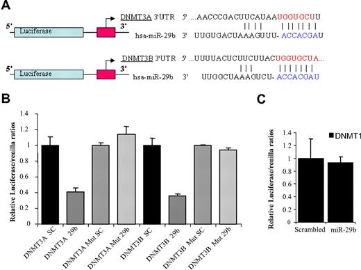 Figure 2. DNMT3A and 3B are targets of miR-29b. (A) Schema of the 2 firefly luciferase reporter constructs for DNMT3A and 3B, indicating the interaction sites between miR-29b and the 3′ UTRs of the DNMT3s. (B) Dual luciferase assay of K562 cells cotransfected with firefly luciferase constructs containing the DNMT3A or 3B wild-type or mutated 3′ UTRs and pre-miR-29b or scrambled oligonucleotides as indicated. The firefly luciferase activity was normalized to Renilla luciferase activity. The data are shown as relative luciferase activity of pre-miR-29b transfected cells with respect to the control (scrambled oligonucleotide) of a total of 9 experiments from 3 independent transfections. Bars represent SD. (C) Dual luciferase assay of K562 cells cotransfected with firefly luciferase constructs containing the DNMT1 3′ UTR and pre-miR-29b or scrambled oligonucleotides. The data are shown as relative luciferase activity of pre-miR-29b–transfected cells with respect to the control (scrambled oligonucleotide) of 9 experiments obtained from 3 independent transfections. Bars represent SD.