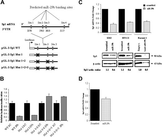 Figure 3. miR-29b targets Sp1. (A) Genomic representation of the Sp1 3′ UTR with the localization of the 4 predicted pre-miR-29b binding sites. Immediately below there is a schema of the luciferase reporter assays used in the luciferase experiments. The “X” sign over the red boxes indicates the miR-29b sites that were deleted. mut indicates mutated. (B) Dual luciferase assay of K562 cells cotransfected with firefly luciferase constructs containing the wild-type or mutants target site of the Sp1 3′ UTR region with pre-miR-29b or a scrambled oligonucleotide. The data are shown as relative luciferase activity of pre-miR-29b-transfected cells with respect to the control (scrambled oligonucleotide) of 9 experiments from 3 independent transfections. Bars represent SD. (C) Sp1 mRNA and protein expression after nucleoporation (K562, MV4-11) or infection (Kasumi-1) of pre-miR-29b or their respective controls, scrambled oligonucleotide, or empty vector lentivirus. Histograms show fold changes with SD. (D) Sp1 mRNA expression in 3 primary AML samples after nucleoporation of pre-miR-29b or scrambled oligonucleotide. Histograms show fold change (reduction) with respect to control after normalization with 18s. Bars represent SD.