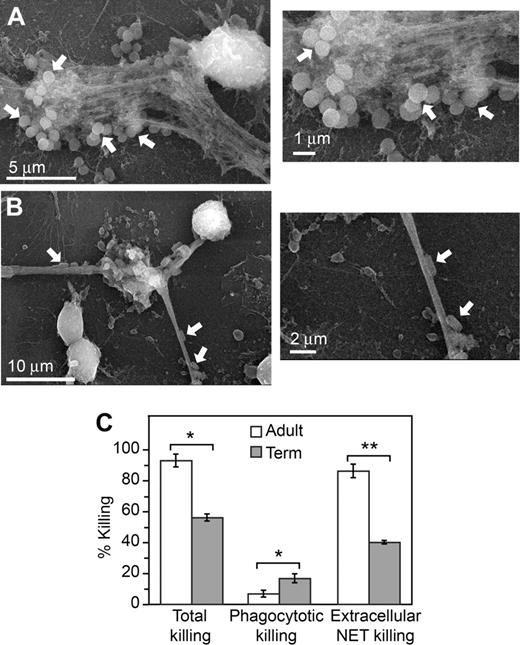 Figure 4. Extracellular bacterial killing associated with NET formation is deficient in neonatal PMNs. NET trapping of S aureus (A) and E coli (B) was examined by scanning electron microscopy following incubation of the bacteria with unstimulated PMNs from adult donors for 60 minutes. These images are representative of 3 different experiments. (C) Total bacterial killing by PMNs isolated from adults and term infants following stimulation with LPS (100 ng/mL) for 1 hour was determined (left bars). To determine NET-associated extracellular bacterial killing, phagocytosis and intracellular bacterial killing were blocked by pretreatment with cytochalasins B and D (right bars). DNase treatment was used to degrade NETs formed following LPS stimulation and block NET-associated bacterial killing to thus determine phagocytotic, intracellular bacterial killing (middle bars). See “Bacterial killing assay” for additional details. The bars indicate mean bacterial killing plus or minus SEM in 3 separate experiments. An asterisk indicates a significant difference (P < .05) in total bacterial killing and phagocytotic, intracellular bacterial killing by PMNs isolated from term infants compared with PMNs isolated from healthy adults. A double asterisk indicates a significant difference (P < .001) in extracellular, NET-associated bacterial killing by PMNs isolated from term infants compared with PMNs isolated from adults.