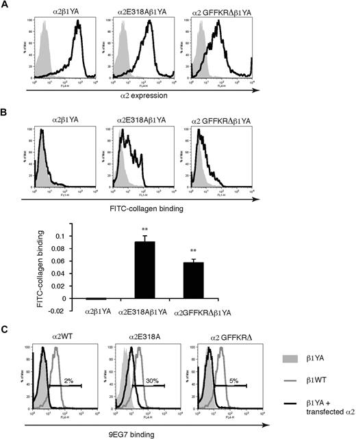 Figure 2. α2E318A and α2GFFKRΔ integrin subunits rescue collagen binding when coupled to activation-deficient β1YA integrin subunits. (A) Lentiviral expression of wild-type and mutant α2 subunits in Itgβ1YA/YA embryonic stem cells in which both β1 intracellular tyrosines have been mutated to alanine. (B) The E318A and GFFKRΔ α2 mutants rescue soluble collagen binding of β1YA integrins. FITC-conjugated soluble collagen binding was measured using flow cytometry (above) and quantitated below. N = 3; mean and SD are shown. **P < .01 compared α2β1YA. (C) The activation state–specific monoclonal anti-β1 antibody 9EG7 binds wild-type β1 integrins (blue lines) but not β1YA integrins (gray shadow). Coupling of β1YA integrin subunits to α2E318A but not α2GFFKRΔ integrin subunits partially restores 9EG7 binding (red lines). Numbers indicate the percentage of 9EG7+ β1YA ES cells expressing wild-type or activated α2 integrins compared with untransfected β1YA ES cells.