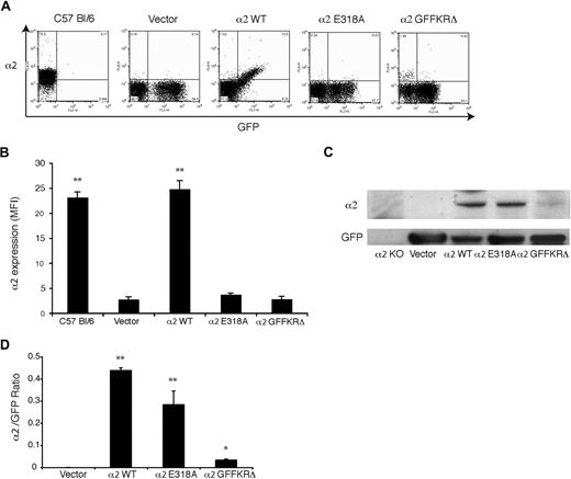 Figure 3. Surface expression of activated but not wild-type α2 integrins is lost during platelet production in vivo. (A) Expression of surface α2 integrins and GFP in platelets from wild-type C57 Bl/6 mice and lethally irradiated mice reconstituted with hematopoietic stem cells lacking both α2 and GPVI that were transduced with GFP-expressing vector (vector) or vectors expressing the indicated α2 integrins and GFP. (B) Quantitation of platelet surface α2 integrin levels. Mean fluorescence intensity (MFI) was measured in the indicated platelets after staining with anti-α2 antibody. N = 3-5; mean and SD are shown. **P < .01 compared with vector control. (C) Immunoblot analysis of α2 integrins and GFP in total platelet lysate derived from the chimeric animals shown in panels A and B and in α2-deficient animals. (D) The ratio of platelet α2 integrin/GFP protein expression for the indicated animals is shown. N = 3; mean and SD are shown. *P < .05, **P < .01 compared with vector control.