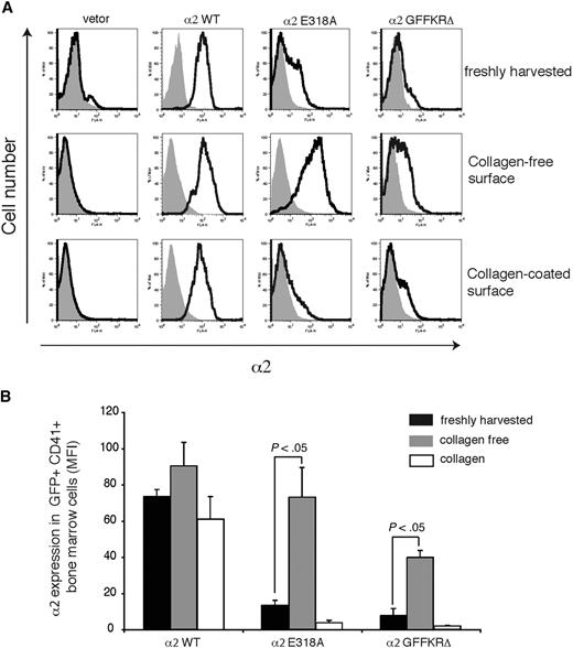 Figure 4. Dynamic down-regulation of surface expression of activated α2 integrins in platelet precursors in response to collagen. (A) Expression of surface α2 in GFP+ CD41+ cells harvested from mice reconstituted with hematopoietic stem cells lacking both α2 and GPVI exposed to empty vector (vector) or vector expressing wild-type α2 integrins (α2WT), α2E318A integrins, and α2GFFKRΔ integrins are shown. The gray shadowed area represents α2 levels in GFP− nontransfected cells. Top panels show expression immediately after harvest from the bone marrow, middle panels show expression after 72 hours of ex vivo culture in the absence of collagen, and bottom panels show expression after 72 hours of ex vivo culture on collagen-coated plates. (B) Quantitation of α2 surface expression in the GFP+ CD41+ cells described in panel A. N = 5; mean and SD are shown.