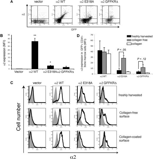 Figure 5. Surface expression of activated α2 integrins is down-regulated in leukocytes during hematopoiesis in vivo. (A) Expression of surface α2 integrins and GFP in white blood cells from lethally irradiated mice reconstituted with hematopoietic stem cells lacking both α2 and GPVI that were exposed to empty vector (vector) or vectors expressing the indicated α2 integrins. (B) Quantitation of leukocyte surface α2 integrin levels. Mean fluorescence intensity (MFI) was measured in the indicated cells stained with anti-α2 antibody. N = 3-5; mean and SD are shown. *P < .05, **P < .01 compared with vector control. (C) Expression of surface α2 in GFP+ CD41− bone marrow cells harvested from lethally irradiated mice reconstituted with α2-deficient hematopoietic cells exposed to empty vector (vector) or vector expressing wild-type α2 integrins (α2WT), α2E318A integrins, and α2GFFKRΔ integrins is shown. Top panels show expression immediately after harvest from the bone marrow, middle panels show expression after 72 hours of ex vivo culture in the absence of collagen, and bottom panels show expression after 72 hours of ex vivo culture on collagen-coated plates. (D) Quantitation of α2 surface expression in the GFP+ CD41− bone marrow cells described in panel A. N = 5; mean and SD are shown.