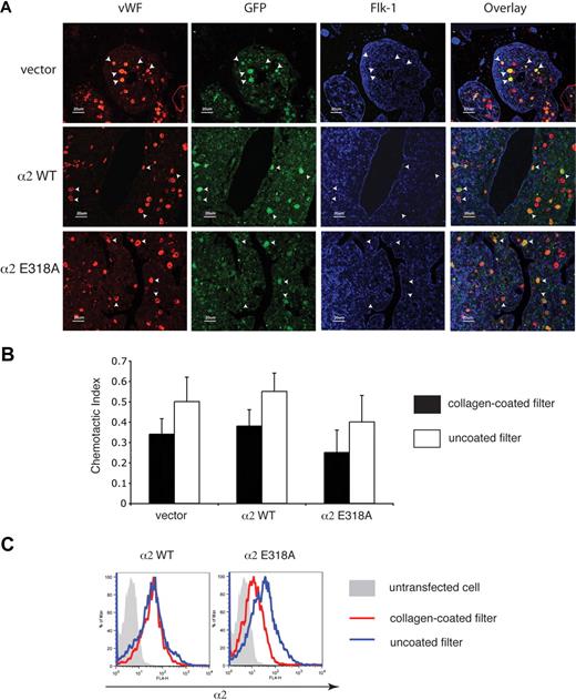 Figure 6. Expression of activated α2 integrins does not alter the location of megakaryocytes in the bone marrow in vivo or migration through collagen ex vivo. (A) Immunostaining for VWF, GFP, and Flk-1 in the bone marrow of mice expressing wild-type and activated α2 integrins. Femurs from mice expressing wild-type and activated α2 integrins were sectioned longitudinally and stained with anti-VWF antibody to identify megakaryocytes, with anti-GFP antibody to identify cells derived from hematopoietic stem cells that were transfected with retroviruses, and with anti–Flk-1 antibody to identify sinusoidal endothelial cells. White arrowheads indicate the location of 5 representative megakaryocytes that express the indicated α2 integrins in each panel. (B) Migration of bone marrow cells expressing wild-type or activated α2 integrins across a collagen-coated filter ex vivo. Freshly harvested cells were cultured ex vivo in the presence of thrombopoietin to induce megakaryocyte maturation and allowed to migrate across transwell filters coated or uncoated with collagen for 24 hours in response to an SDF-1 gradient. The chemotactic index is defined as the number of cells that migrated across the transwell filter divided by the total number of cell input. The error bars indicate SD of the chemotactic index from 3 independent experiments. No statistically significant difference was observed between groups (P > .05). (C) Migration across collagen is associated with loss of surface expression of activated but not wild-type α2 integrins. Surface expressions of α2 integrins on CD41+ cells that migrated through a collagen-coated filter are shown in red and those that migrated across a non–collagen-coated filter are shown in blue. The gray shadowed area represents the α2 levels of nontransfected cells.