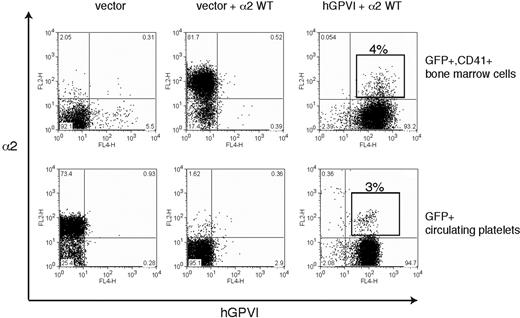 Figure 7. Constitutive coexpression of wild-type GPVI and α2 collagen receptors does not impair platelet production. The expression of α2 integrins and human GPVI on CD41+ platelet precursors (top) from irradiated host animals reconstituted with α2-deficient bone marrow cells that were exposed to empty vector (left), empty vector + α2-expressing vector (middle), and α2-expressing vector + hGPVI-expressing vector (right) is shown. The boxed population indicates the population of CD41+ cells that express both α2 and hGPVI surface receptors. Expression of α2 and GPVI in the circulating blood platelets (bottom) of the animals shown in top panel is shown. Note that the fraction of α2+;GPVI+ double platelets is similar to that of double-positive CD41+ precursors in the bone marrow.