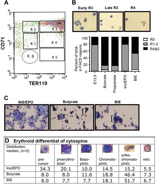 Figure 3. Erythroid differentiation of SCFA-treated eFLCs. (A) FACS analysis of fresh uncultured E13.5 eFLCs, immunostained with antibodies against CD71 and TER119, is shown. Gates for regions of progressive erythroid differentiation, as published by Zhang et al30 are R0 (nonerythroid and lineage negative cells), R1 through R3 (progenitor cells, proerythroblast, and early basophilic erythroid precursors), and R4 and R5 (chromatophilic and orthochromatophilic erythroid precursors, plus reticulocytes). (B) Wright-Giemsa–stained cytospins from FACS-sorted E13.5 wt eFLCs (40×, Nikon Eclipse TE 2000-5 with a Nikon LUD lens; Nikon, Melville, NY) that had been cultured in ins/EPO are shown for regions R3 (basophilic and orthochromatic erythroid precursors) and R4 (orthochromatophilic erythroid precursors and reticulocytes). Shown also is a graph of quantitative analyses of R0-R5 for fresh (n = 2) and cultured E13.5 eFLCs (n = 4 pooled eFLCs in butyrate, propionate, or ins/EPO; n = 2 butyrate and ins/EPO). SCFA-treated eFLCs had a relative increase in more differentiated erythroid cells, in regions R4 and 5, compared with ins/EPO-only treated cells, 77.5% (± 4.0%) in propionate-treated or 65.5% (± 9.9%) in butyrate-treated eFLCs compared with 21.5% (± 3.5%) in ins/EPO-treated eFLCs (P < .05). BIE-treated eFLCS had an intermediate differentiation pattern, at 57.2% (± 9.0%) (P = n.s. to SCFAs alone, P = .08 to ins/EPO alone). (C) Wrights-Giemsa–stained cytospins of eFLCs (40×, Nikon Eclipse TE 2000-5 with a Nikon LUD lens) that had been cultured for 72 hours in ins/EPO, butyrate, or both BIE. Early erythroid precursors (arrowhead ▷) are prominent ins/EPO-only treated cells, while mature erythroid cells (brackets) predominate in butyrate-containing media, with or without ins/EPO. (D) Median differential cell count of erythroid precursors (%) from eFLCs that had been cultured in ins/EPO, butyrate, or BIE (200 cell counts from 2 independent experiments).
