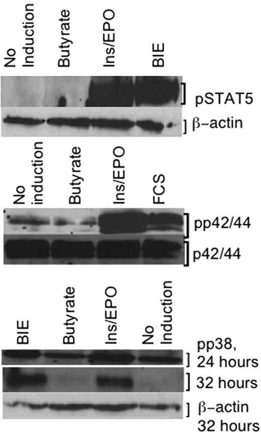 Figure 5. Cell-signaling intermediaries in eFLCs. Shown are Western blot analyses for (A) phospho-STAT5 (pSTAT5) with β-actin as a loading control, cultured as indicated, and (B) phospho-p42/44 (pp42/44), and unphosphorylated p42/44 as a loading control (reprobed), cultured as indicated. Both panels A and B were induced for 10 minutes, after overnight serum starvation. (C) Phospho-p38 (pp38), after 24 and 32 hours in culture, plus β-actin loading control at 32 hours, run in parallel.