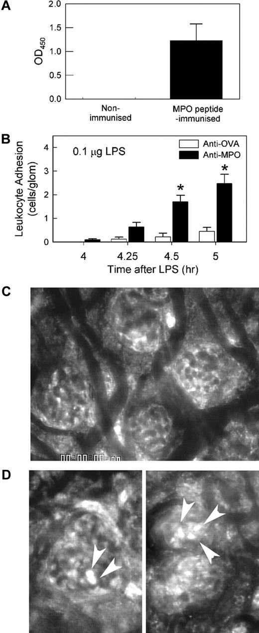 Figure 1. Anti-MPO recognizes MPO and induces glomerular leukocyte adhesion in LPS-pretreated mice. (A) Serum from MPO−/− mice immunized with MPO peptide was assessed via ELISA for its ability to recognize recombinant murine MPO. Serum from a nonimmunized mouse is shown as comparison. OD450 data are shown as mean ± SEM of samples from n = 6 immunized mice, diluted 1:100 and measured in duplicate. (B) Glomerular leukocyte adhesion was assessed via intravital microscopy in LPS (0.1 μg, 4 hours)–pretreated mice that received either anti-MPO or anti-OVA. Following a basal reading of adhesion 4 hours after LPS, mice received either anti-MPO (50 μg, intravenously, n = 14) or anti-OVA (50 μg, intravenously, n = 8), and adhesion was reassessed 15, 30, and 60 minutes later. (*P < .001 vs anti-OVA via 2-way ANOVA.) (C-D) Representative intravital microscopy images of glomeruli before (C) and 60 minutes after (D) administration of anti-MPO. Arrowheads denote adherent leukocytes stained via rhodamine 6G. Images were acquired with a Zeiss Axioplan 2 Imaging microscope equipped with a 20×/WI 0.5 NA objective lens.