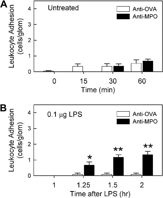 Figure 2. Sixty-minute LPS treatment is sufficient to promote anti-MPO–induced glomerular leukocyte adhesion. (A) Effect of anti-MPO or anti-OVA in otherwise untreated mice. An initial reading of glomerular adhesion was made; then mice received either anti-MPO or anti-OVA (n = 6-7/gp, 50 μg, intravenously), and adhesion was reassessed 15, 30, and 60 minutes later. (B) Assessment of the ability of anti-MPO to induce a glomerular adhesion response 60 minutes after LPS (0.1 μg) administration. Mice were treated in an identical fashion to Figure 1, except anti-MPO or anti-OVA (n = 6/gp, 50 μg, intravenously) was administered 1 hour after LPS. (*P < .05; **P < .01 vs anti-OVA at the corresponding time points.)
