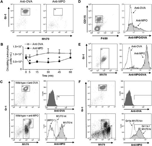 Figure 4. Flow cytometric analysis of anti-MPO binding by circulating leukocytes from naive mice or mice pretreated with LPS. Mice were treated with fluorochrome-conjugated anti-MPO or anti-OVA and whole blood was removed either 5 or 60 minutes later. Neutrophils in blood samples were identified by initially gating on cells of high forward scatter/side scatter characteristics, and examining staining for Gr-1 and M1/70. (A) Neutrophils in mice treated with anti-OVA or anti-MPO alone, showing the rapid removal of neutrophils from the circulation in response to anti-MPO, but not anti-OVA (representative of n = 3). (B) Time course of circulating leukocyte counts of mice that received either anti-OVA or anti-MPO (50 μg, n = 6/gp). (*P < .05 vs anti-OVA at designated time points.) Following treatment with anti–β2-integrin mAb (2E6; C,D,F), sufficient leukocytes were retained in the circulation to allow assessment of anti-MPO binding. (C-F) Gates shown in the left-hand panels define the leukocytes analyzed for binding of anti-MPO/OVA in the right-hand panels. (C) Binding of anti-OVA or anti-MPO by circulating neutrophils in otherwise untreated wild-type C57BL/6 mice. In mice treated with anti-OVA (n = 8), neutrophils stain homogeneously for M1/70, although minimal binding of anti-OVA is observed. In contrast, in wild-type mice treated with anti-MPO (n = 8), 2 neutrophil populations are apparent: cells that stain moderately (M1/70int) or strongly (M1/70hi) for M1/70. Approximately 50% of M1/70int cells stain positively with anti-MPO, whereas the majority of M1/70hi cells stain positively for anti-MPO. Also shown is the anti-MPO staining pattern of neutrophils from MPO−/− mice treated with anti-MPO (n = 4), showing negligible binding. (D) Monocyte binding of anti-MPO. In the blood of mice treated as in panel C, monocytes were identified as cells positive for both CD115 and F4/80 (n = 5). These cells were not found in the high forward scatter/side scatter gate that contained the neutrophils. Approximately 40% of circulating monocytes stained positively for anti-MPO. Monocyte binding of anti-OVA (n = 4) is shown on the same trace. (E) Binding of anti-MPO by circulating neutrophils 60 minutes after anti-MPO administration (in the absence of β2-integrin blockade, n = 3). At this point, Gr1+/M170int cells were again present in the circulation, and the majority of cells stained strongly with anti-MPO. Also shown is neutrophil binding of anti-OVA at the corresponding time point. (F) Binding of anti-OVA or anti-MPO by circulating neutrophils in LPS (0.1 μg, 4 hours)–pretreated mice (n = 6). In mice treated with anti-OVA, neutrophil M1/70 staining is unaltered from that seen in the absence of LPS and minimal binding of anti-OVA is observed. However, in mice treated with LPS and anti-MPO, a wide spread of M1/70 staining is apparent within the granulocyte gate. The 2 major populations are as follows: Gr-1hi/M1/70hi cells, of which the majority stain strongly with anti-MPO; and cells of lower Gr-1 staining, but greater M1/70 staining (Gr-1lo/M1/70hi+), of which 70% are stained by anti-MPO.