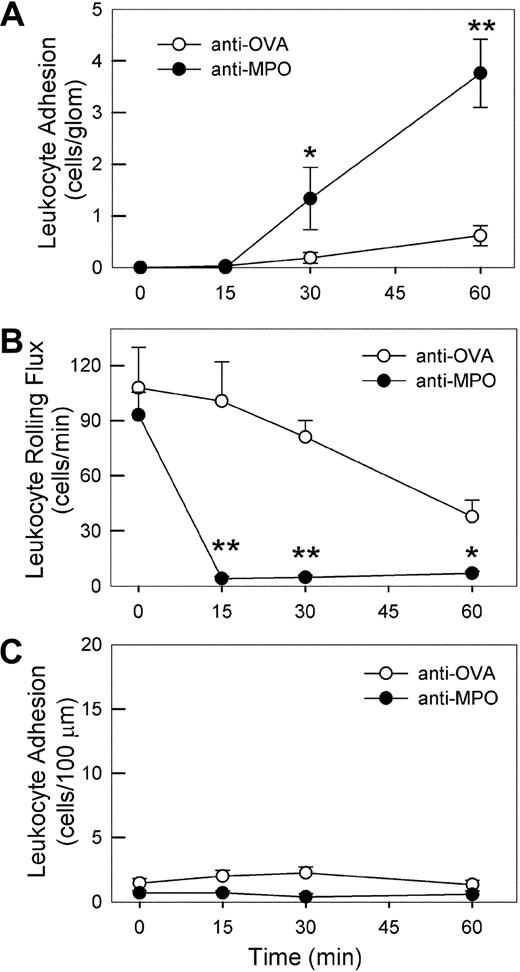 Figure 5. Effect of high-dose anti-MPO on leukocyte–endothelial cell interactions in glomerular capillaries and cremasteric postcapillary venules. (A) Intravital microscopic assessment of glomerular leukocyte adhesion in mice treated with high-dose (200 μg, intravenously) anti-MPO (n = 8) versus anti-OVA (n = 10). A basal assessment of glomerular adhesion was performed, anti-MPO or anti-OVA was administered, then recordings of glomerular adhesion were performed 15, 30, and 60 minutes later. (B,C) Leukocyte rolling flux (B) and adhesion (C) in cremasteric postcapillary venules of mice treated with high-dose anti-MPO (n = 5) or anti-OVA (n = 4). Following assessment of basal leukocyte rolling and adhesion, mice received 200 μg anti-MPO or anti-OVA intravenously, and rolling and adhesion were reassessed over the subsequent 60 minutes. (*P < .05; **P < .01 vs the anti-OVA group at the corresponding time points.)